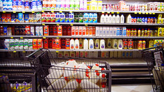 Milk,Milk,Milk (by Roca Chang) Milk,Milk,Milk (by Roca Chang)